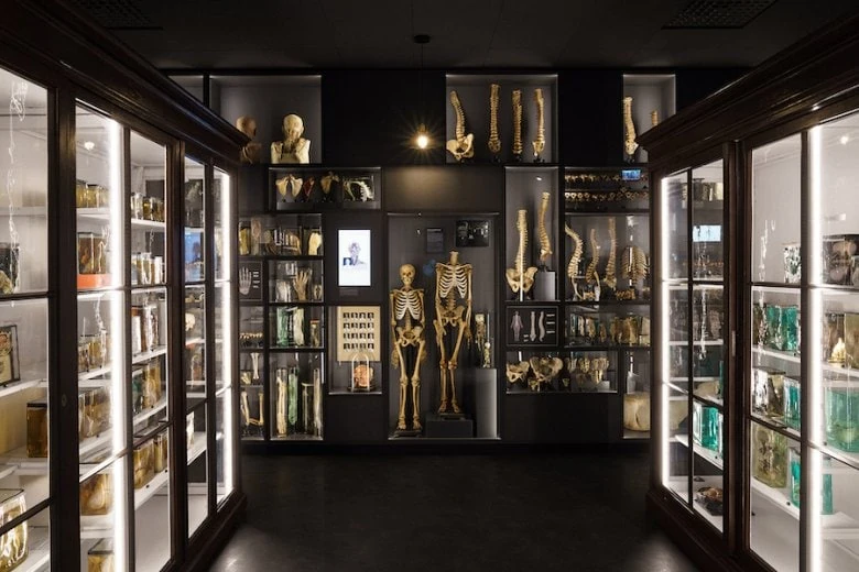Das Anatomiemuseum der Stradins Universität Riga